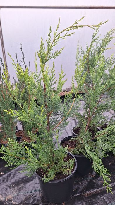 Лъжекипарис, бреза и др