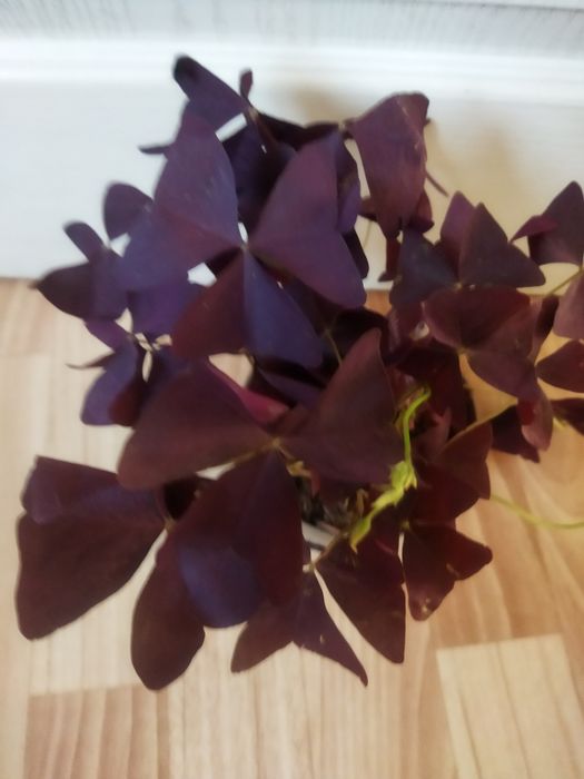 Комнатные цветы в ассортименте