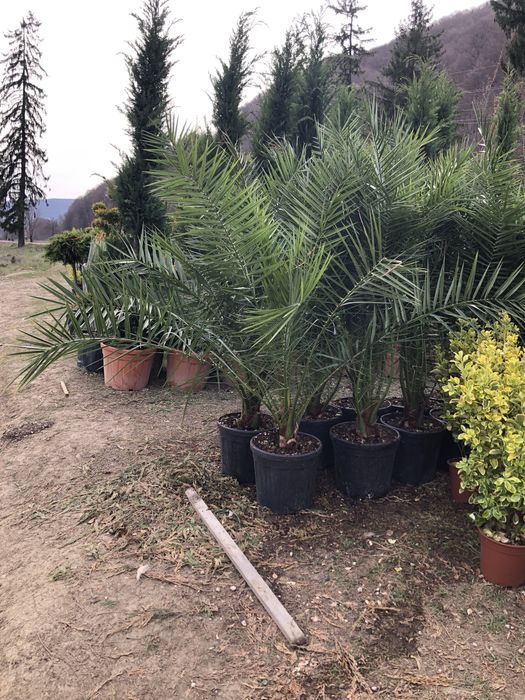 Maslini / Artar Japonez/ Bonsai