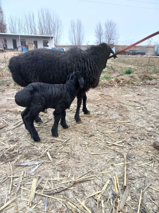 Ona bola sovliqlar sotiladi