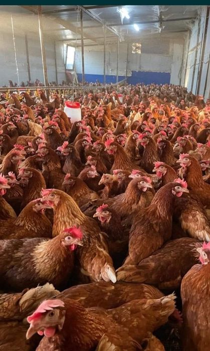 Vindem gaini de oua in toata tara