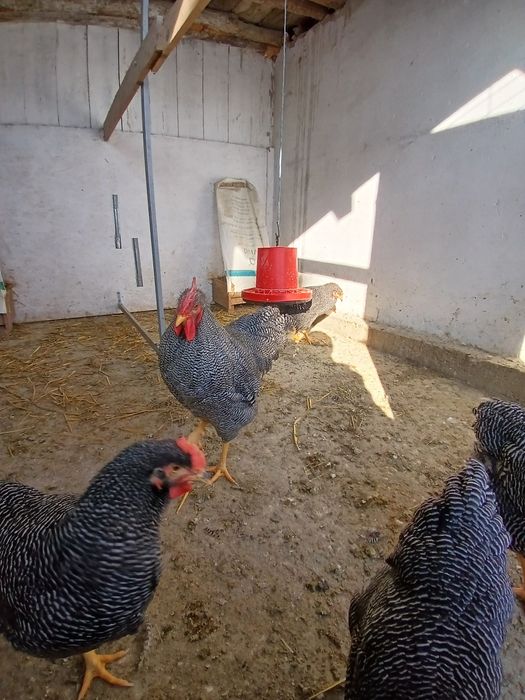 Vind ouă de incubație sussex HD porțelan