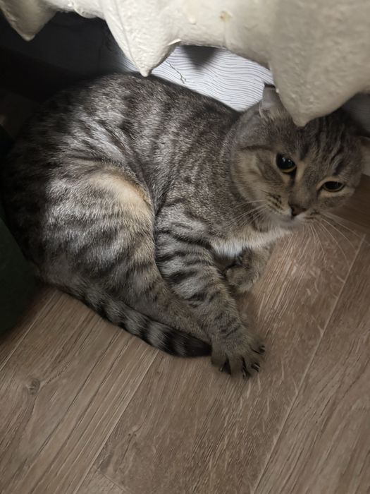 Отдам кошку в добрые руки