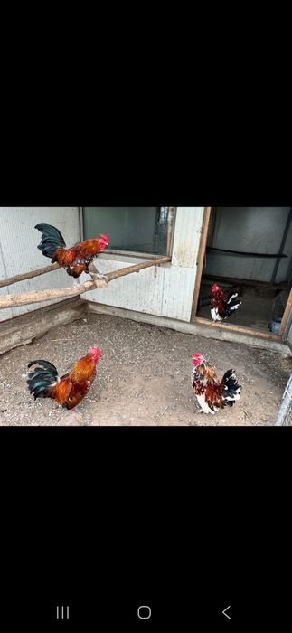 Vând cocoși americani