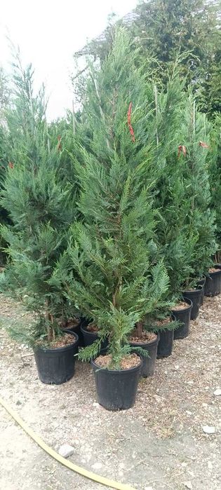 Toata Gama de Plante Ornamentale – Detalii la Numarul de Telefon