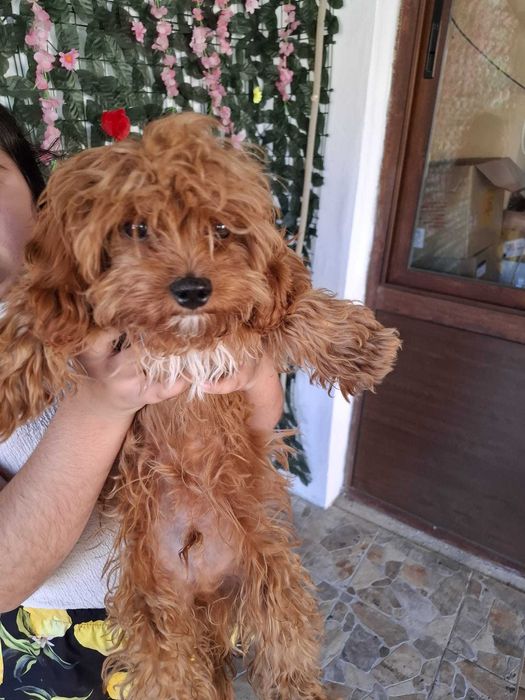 Maltipoo малтипоо куче мъжко