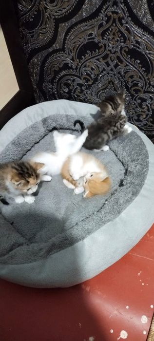 Отдаю котят в добрые руки