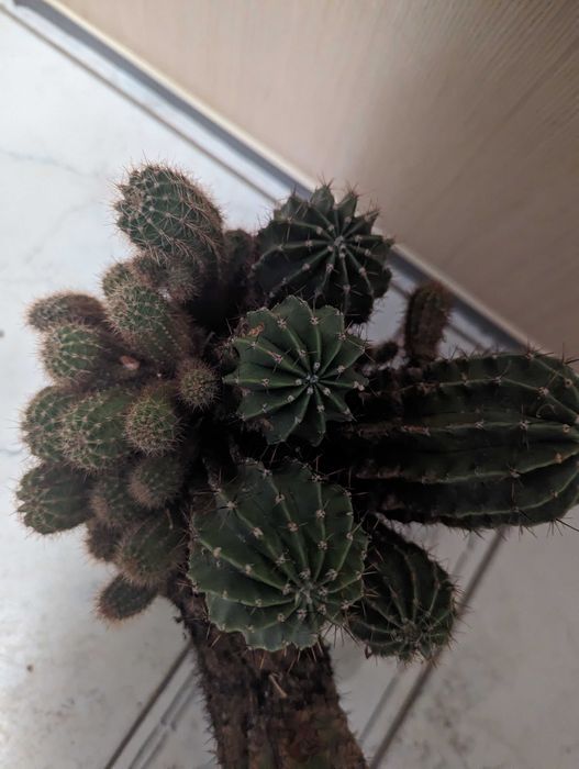 многогодишен кактус