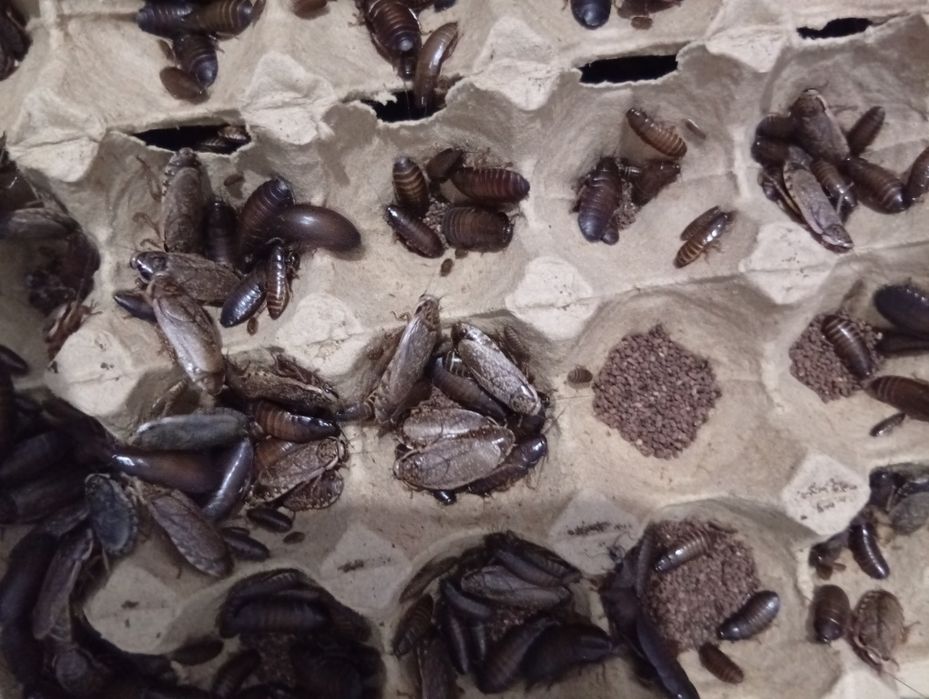 Сверчки, Зоофобус, Мучник, Тараканы