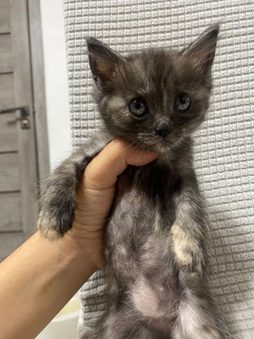 Отдам котят девочек 1.5 месяца