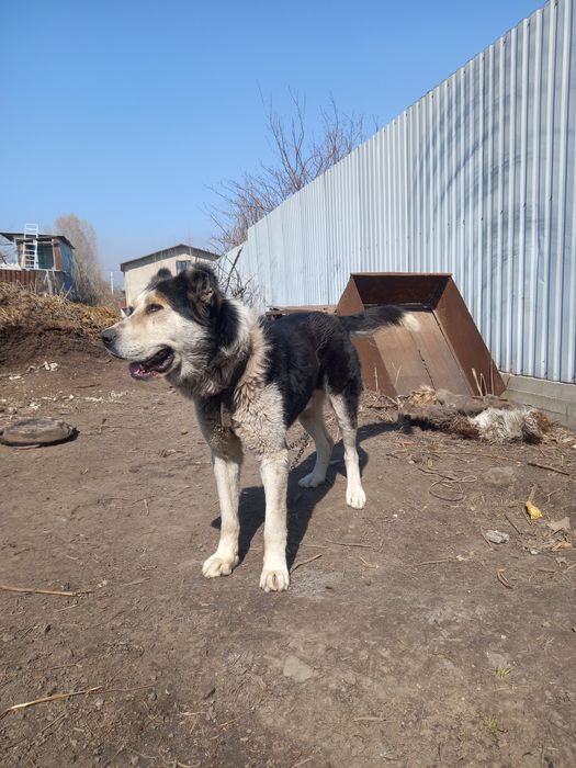 Алабай еркек кабель