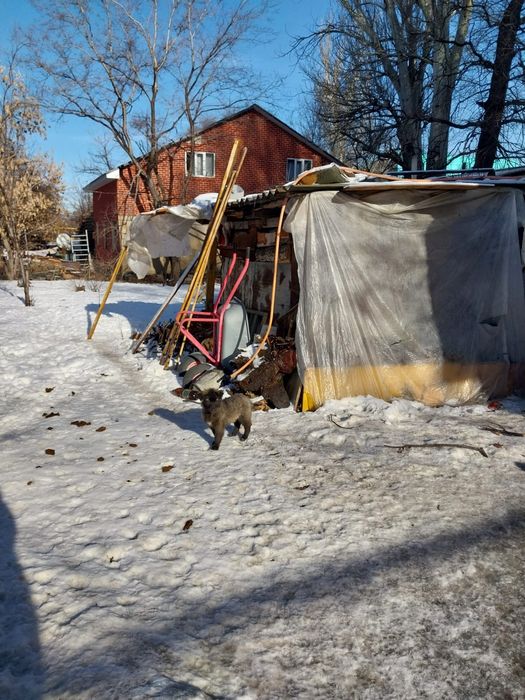 Очаровательные щенки