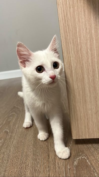 кошку в добрые руки.