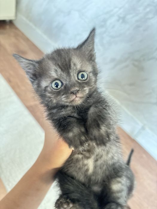 Котята чистые домашние 2 месяца