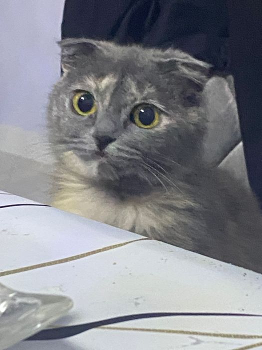 Продается кошка(шотландская вислоухий)