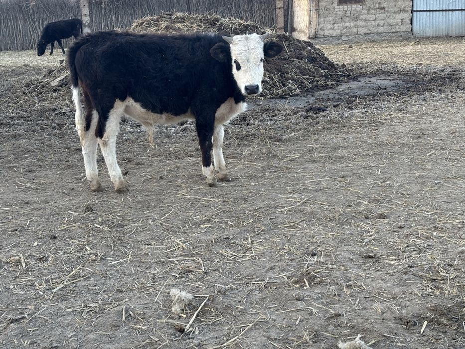 Баспақтар сатылады. 2- еркек. 1-ұрғашы