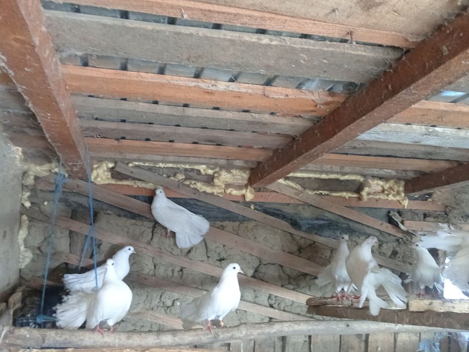 Vând porumbei voltați/curcan