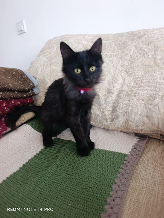 Котенок в добрые руки