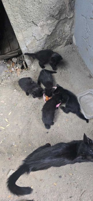 Отдаем котят в добрые руки