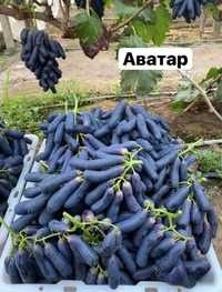 Uzum, Avatar ko'chati