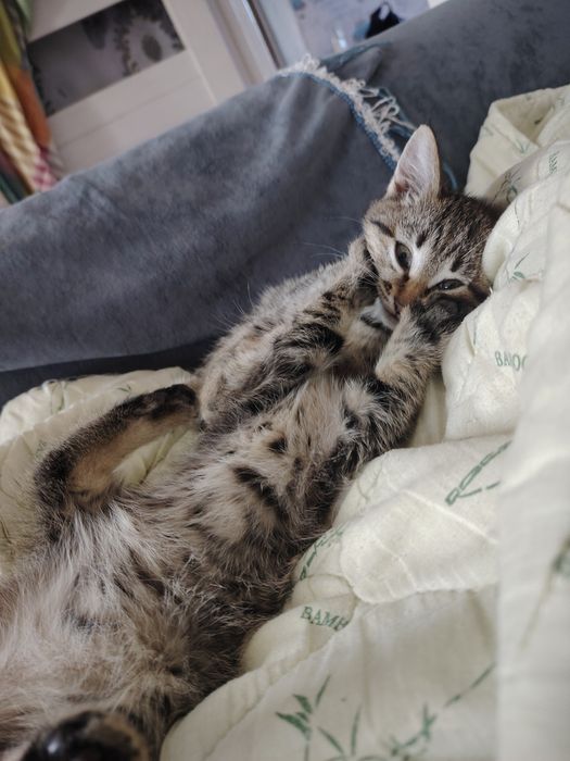 Кошки отдам бесплатно