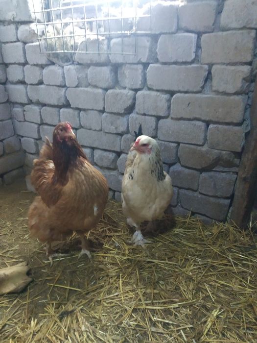 Продам продаётся