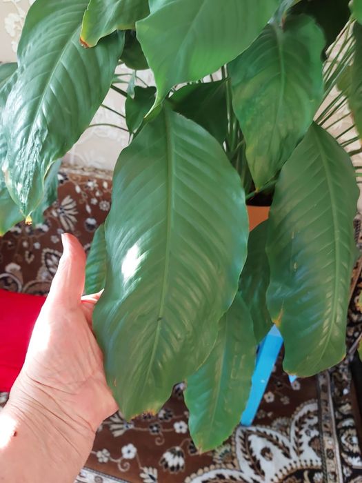 Спатифиллум, крупные растения