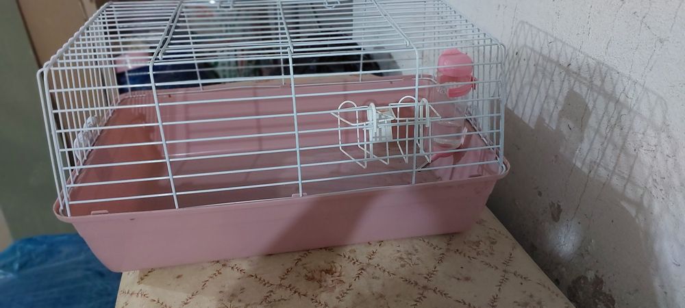 Кролик декоративный