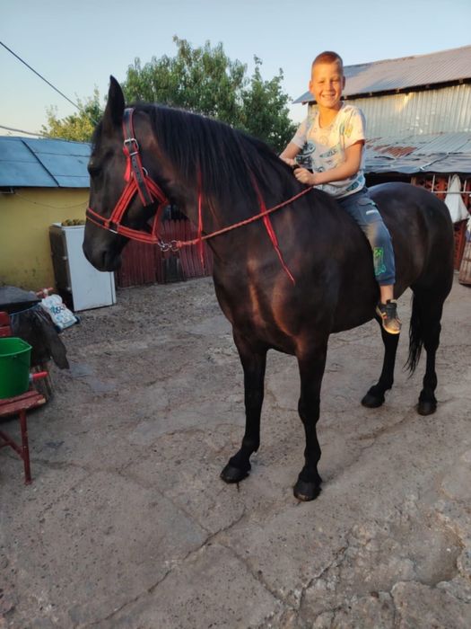 Vând cal, vârsta 7 ani