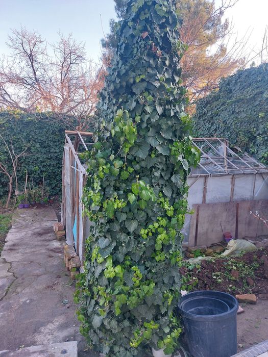 Растение плюш вечнозеленный