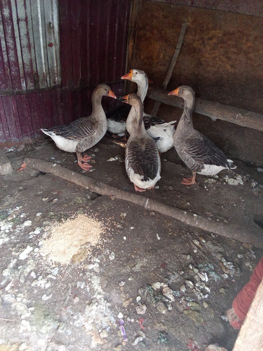 Продам Гус. Каз сатамын.