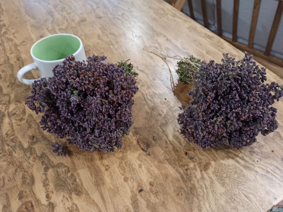 Душица (орегано) сушёная (пучками)