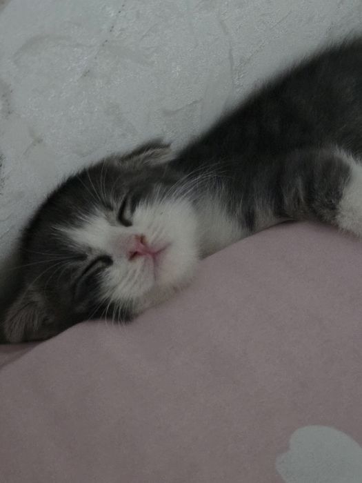 Породистый котенок