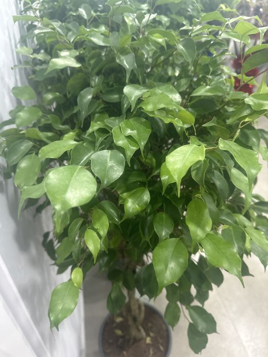 Фикус Бенджамина