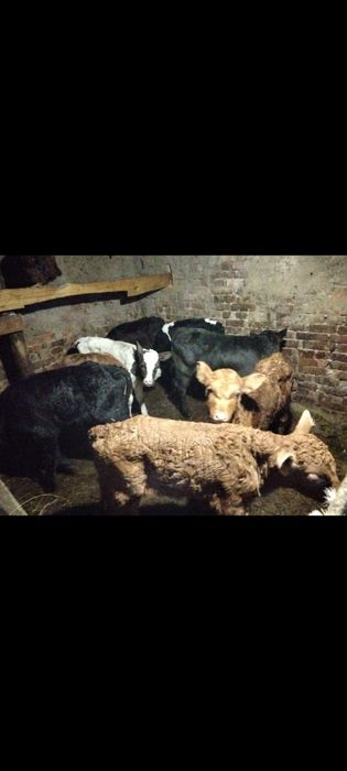 Продам телят ТЕЛЯТА