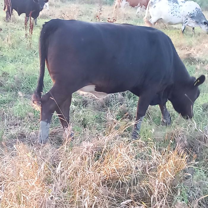 Vand 4 taurasi si o vitica