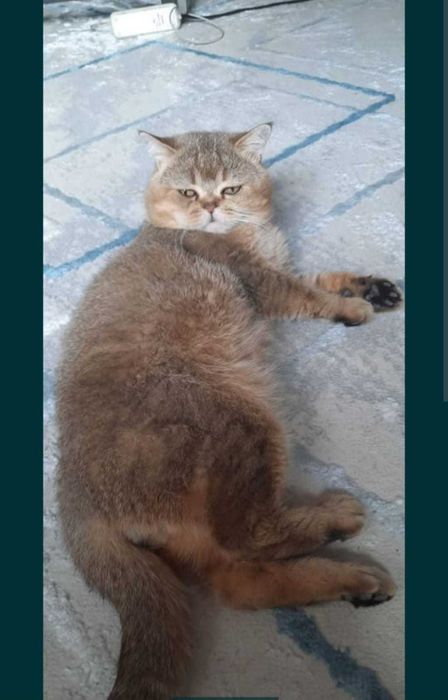 Шотландские котята бронь