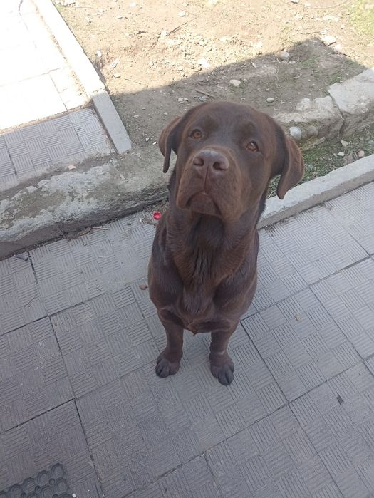 Вязка Лабрадор шоколадка