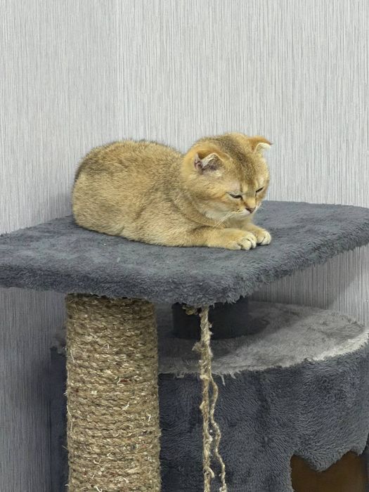 продаётся Породистая кошка  Золотая шиншилла