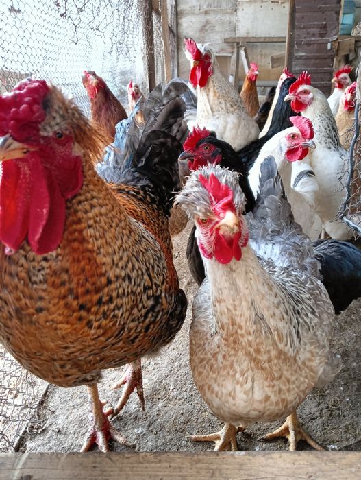 Инкубационное яйцо