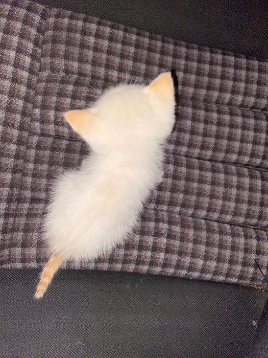 Котенок мальчик , голубоглазый ,сирота