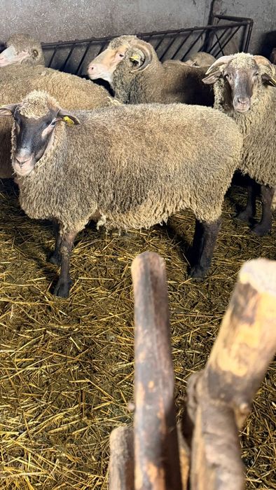 Vand oi merinos sau carabas