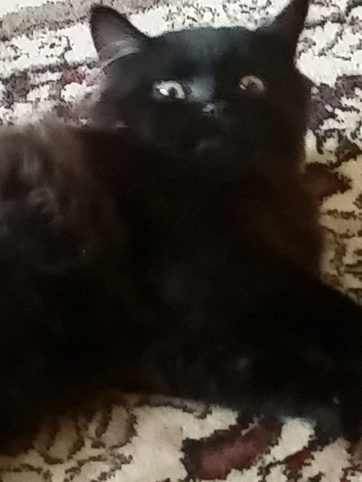 Котик четырех месяцев