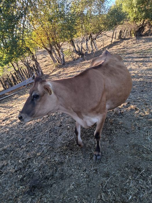 Vaca jersey cu certificat de origine