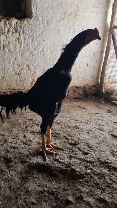 Qareya jujala sotladi