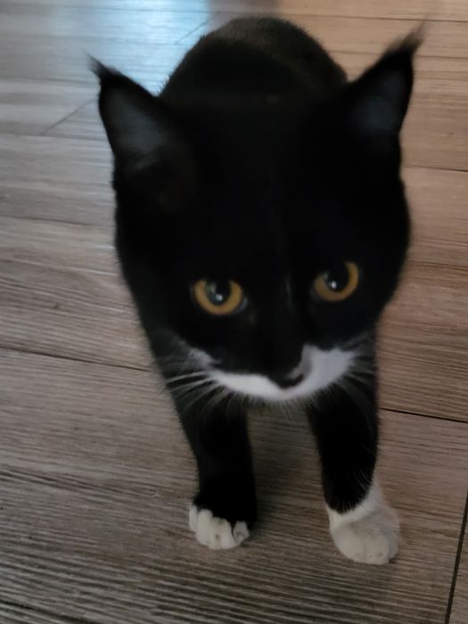 Котёнок девочка игривая