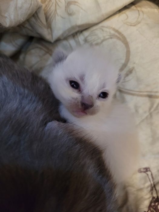 Скотш фолд мушук болалари сотиалди