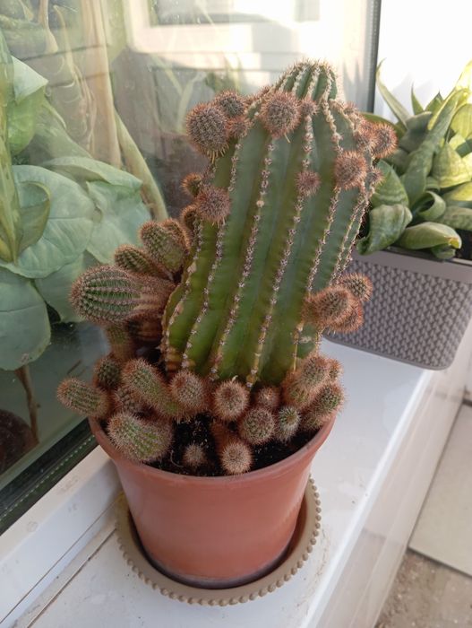 Продаются мини-кактусы