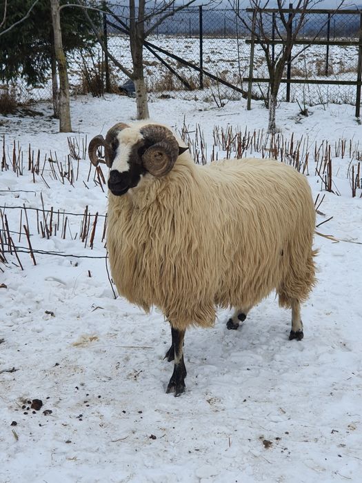 Vand berbeci ce se vad in poze