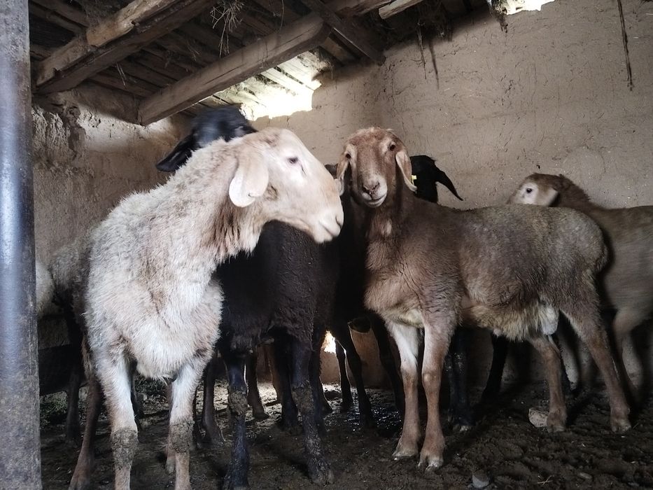 Bu toza  qrgiz arashan qo'chqor naslik uchun .. Teflon qilng qolganiga